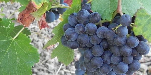 le Sentier des vignes