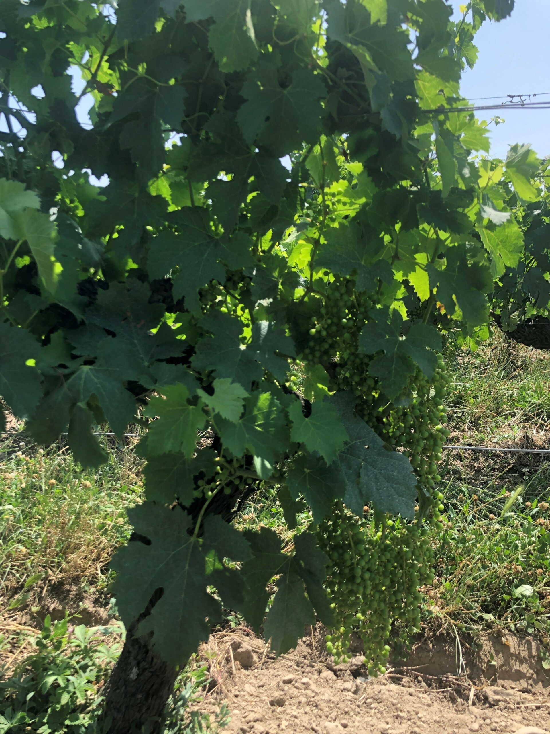 Voilà l’été, quoi de neuf dans notre vignoble.