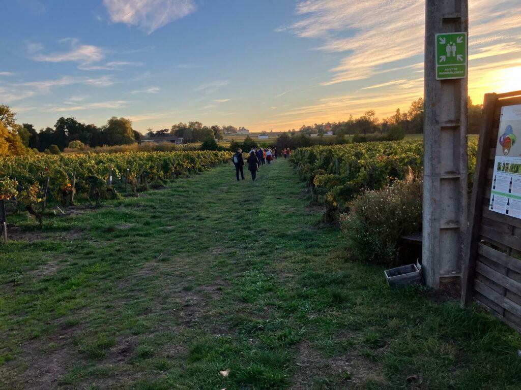 Balade sensorielle dans un vignoble en agriculture biologique, Château Champion à Saint-Émilion